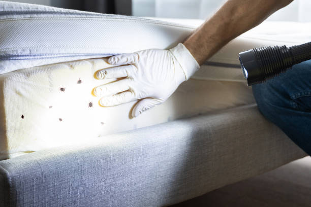Best Termite Control Services  in Sixteen Mile Stand, OH