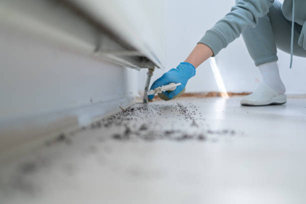 Best Flea Control Services  in Sixteen Mile Stand, OH